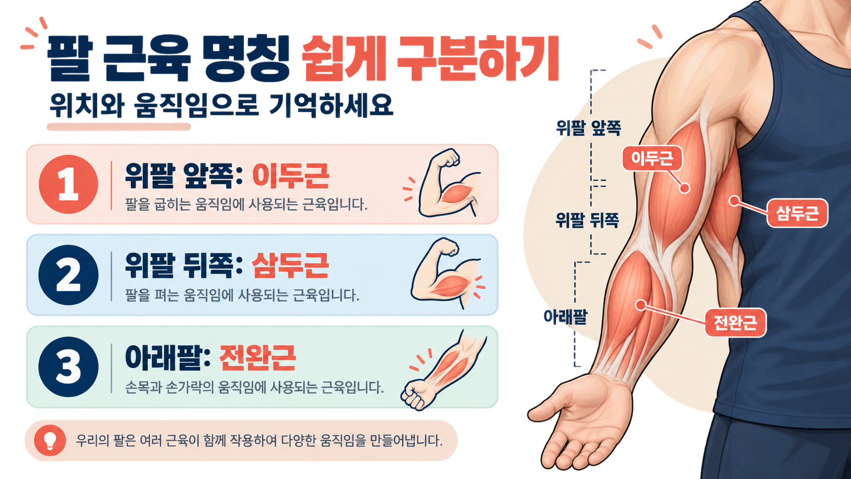 위팔 앞쪽 이두근, 위팔 뒤쪽 삼두근, 전완근 위치를 나눈 팔 근육 명칭 정보카드