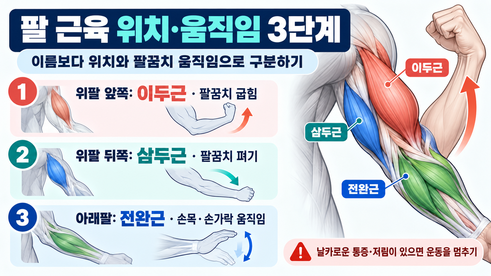 팔꿈치 굽힘과 펴기, 손목 움직임으로 팔 근육을 구분하는 단계 정보카드