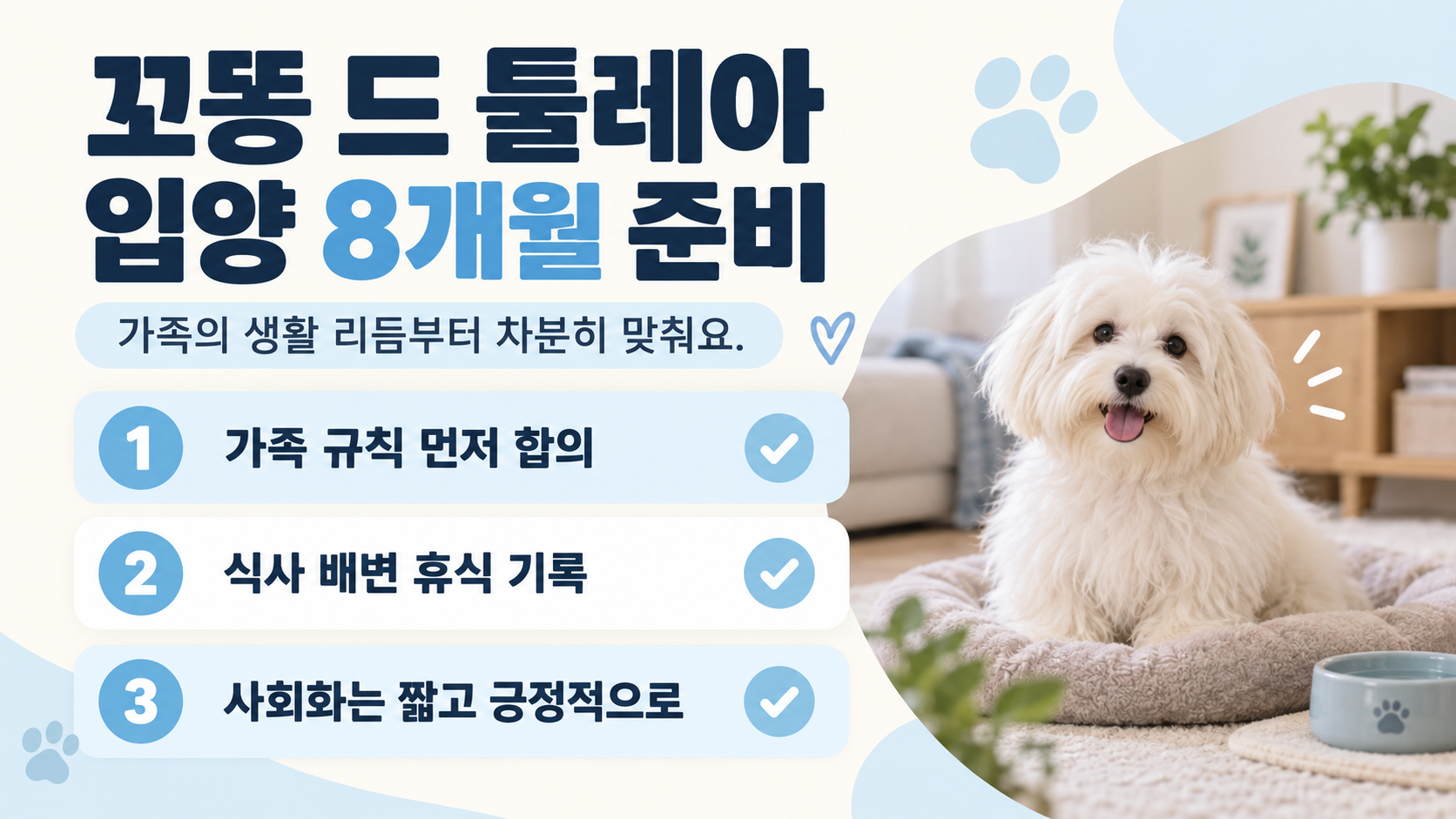 꼬똥 드 툴레아 입양 8개월 준비 정보를 정리한 카드