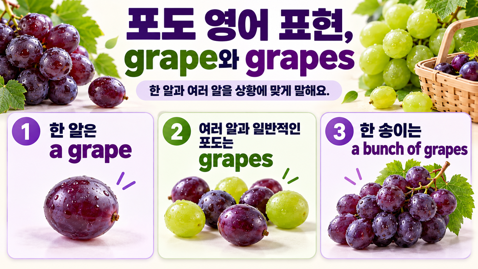 grape와 grapes의 차이를 설명하는 포도 영어 정보카드