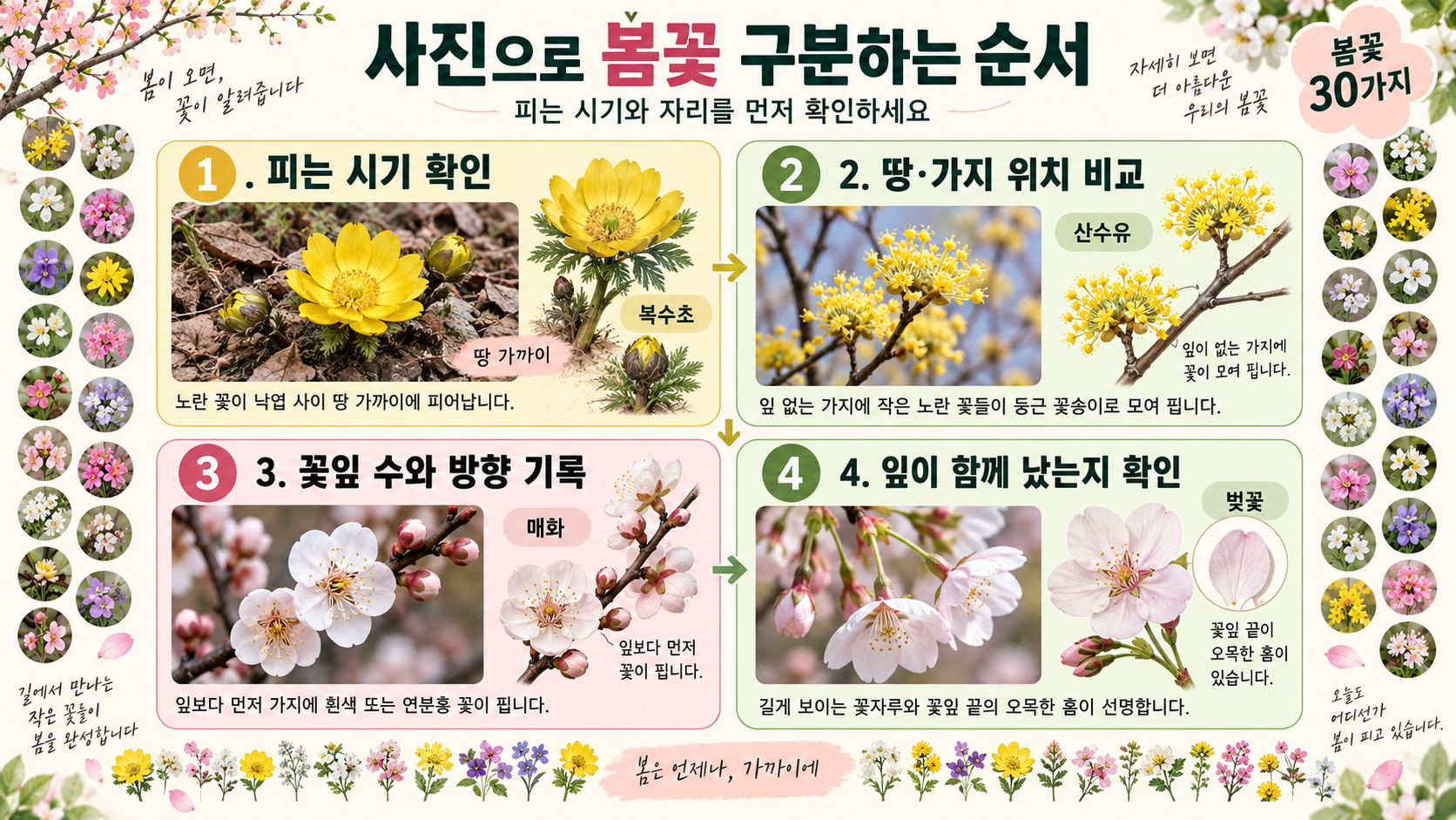이른 봄부터 늦봄까지 꽃 관찰 순서를 설명한 정보카드