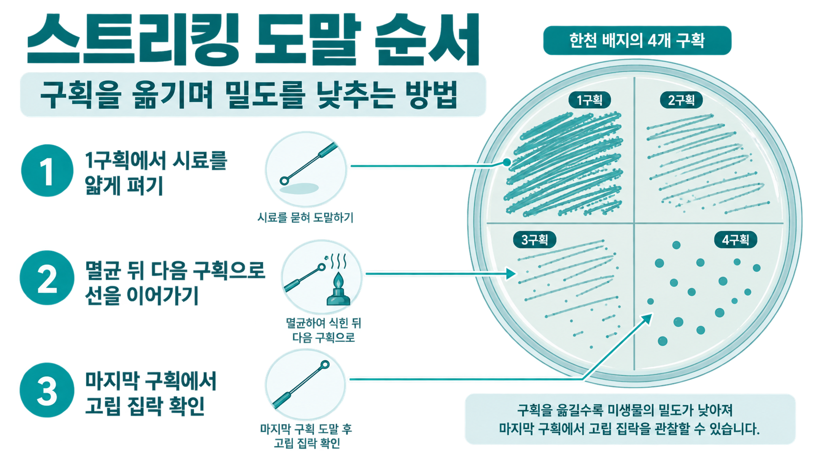 스트리킹 도말의 단계별 진행 순서 정보카드